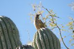 PICTURES/Desert Botanical Gardens - Wild Rising Cracking Art/t_Curve Billed Thrasher3.JPG